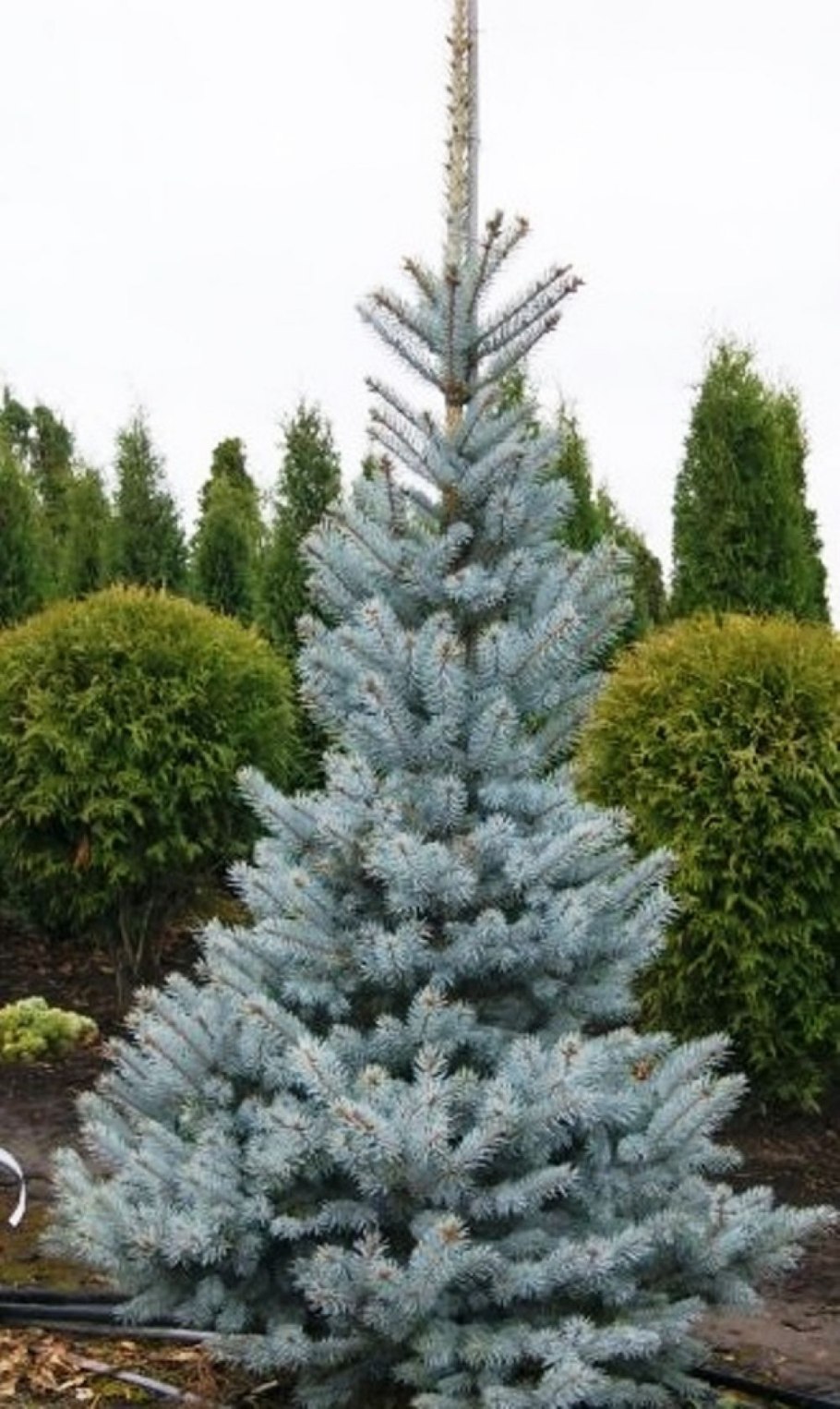 Ель Picea pungens super Blue