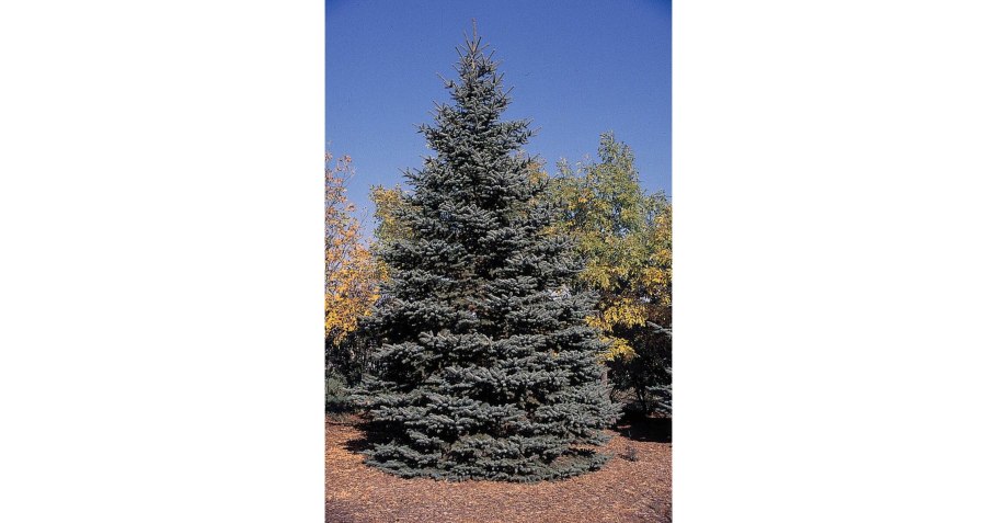 12. Ель колючая 'Walnut Glen'