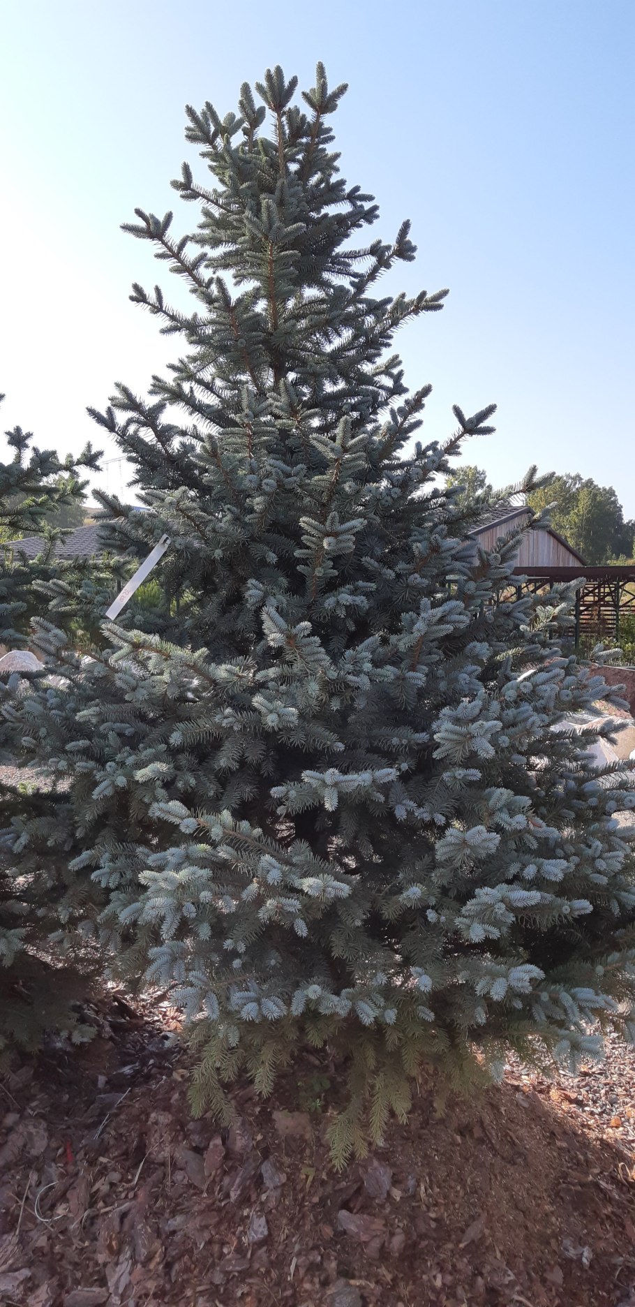 Ель колючая Хупси