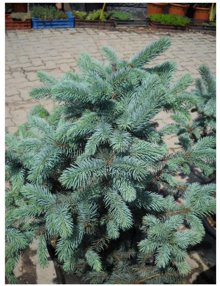 Хвойники сосна можжевельник