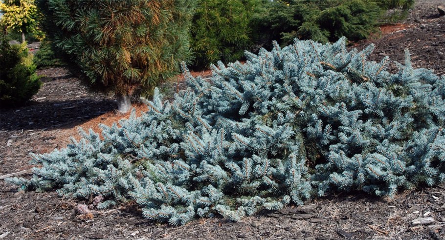 Ель колючая Moerheim