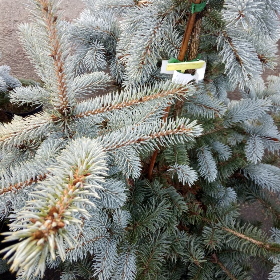 Ель колючая Шовенхорст