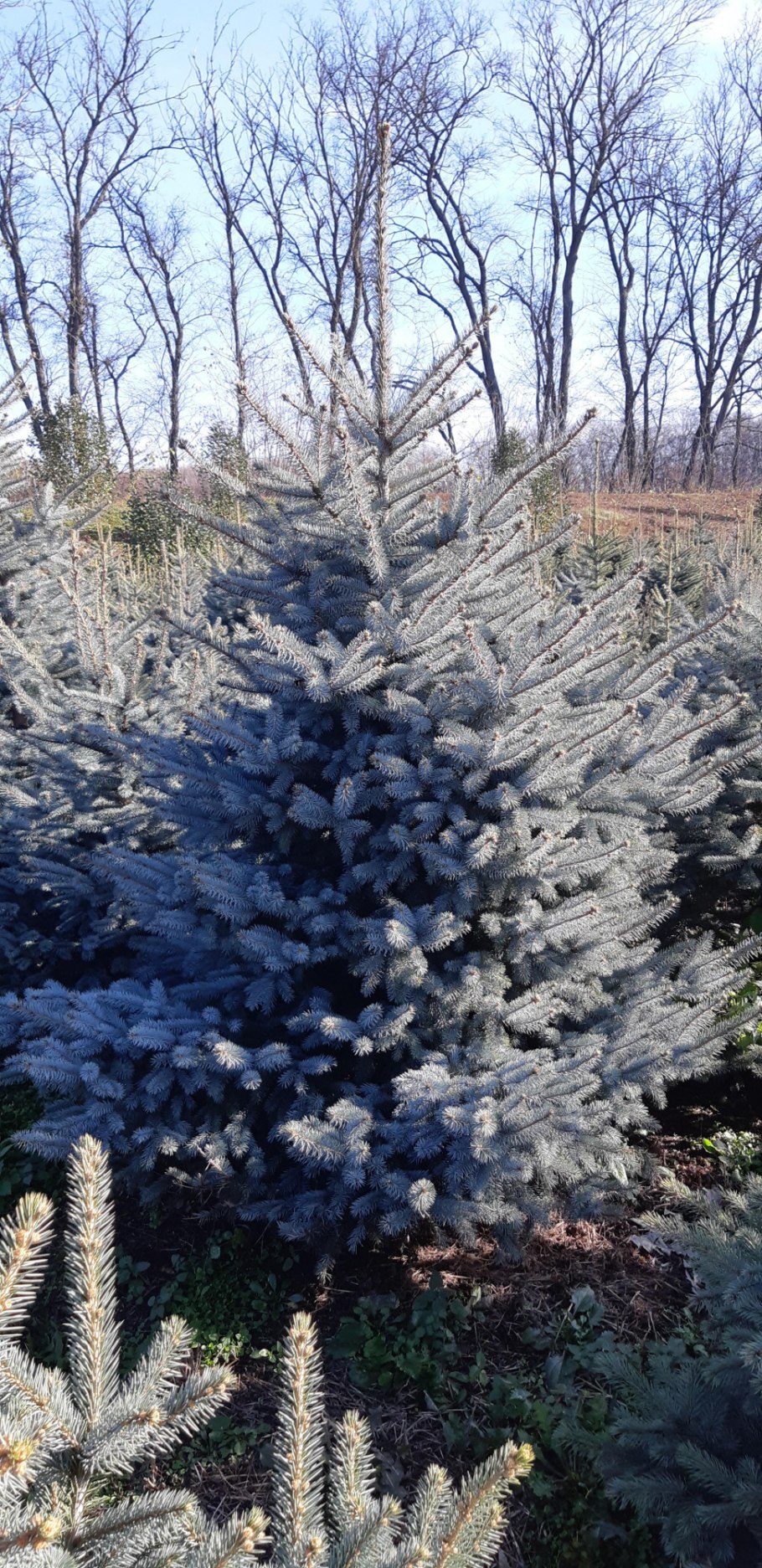 Ель колючая "Schovenhorst" (Шовенхорст)