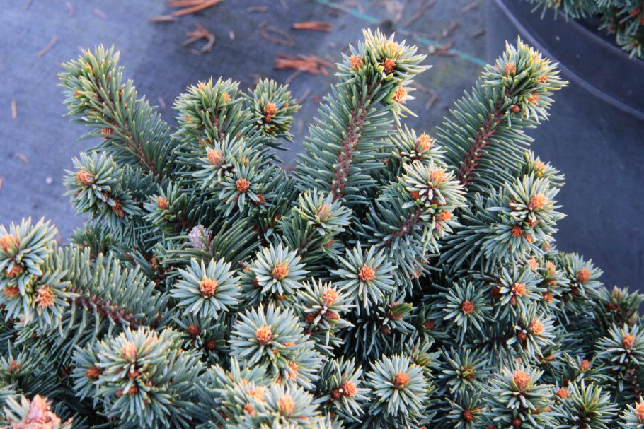 Ель обыкновенная Майголд