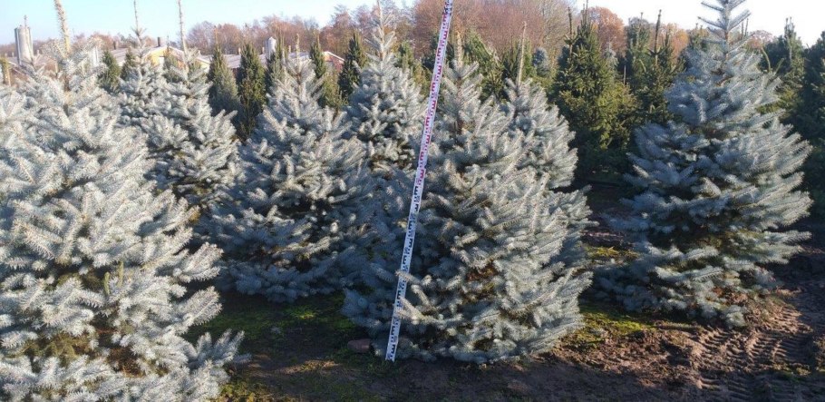 Ель колючая миссис Чезарини