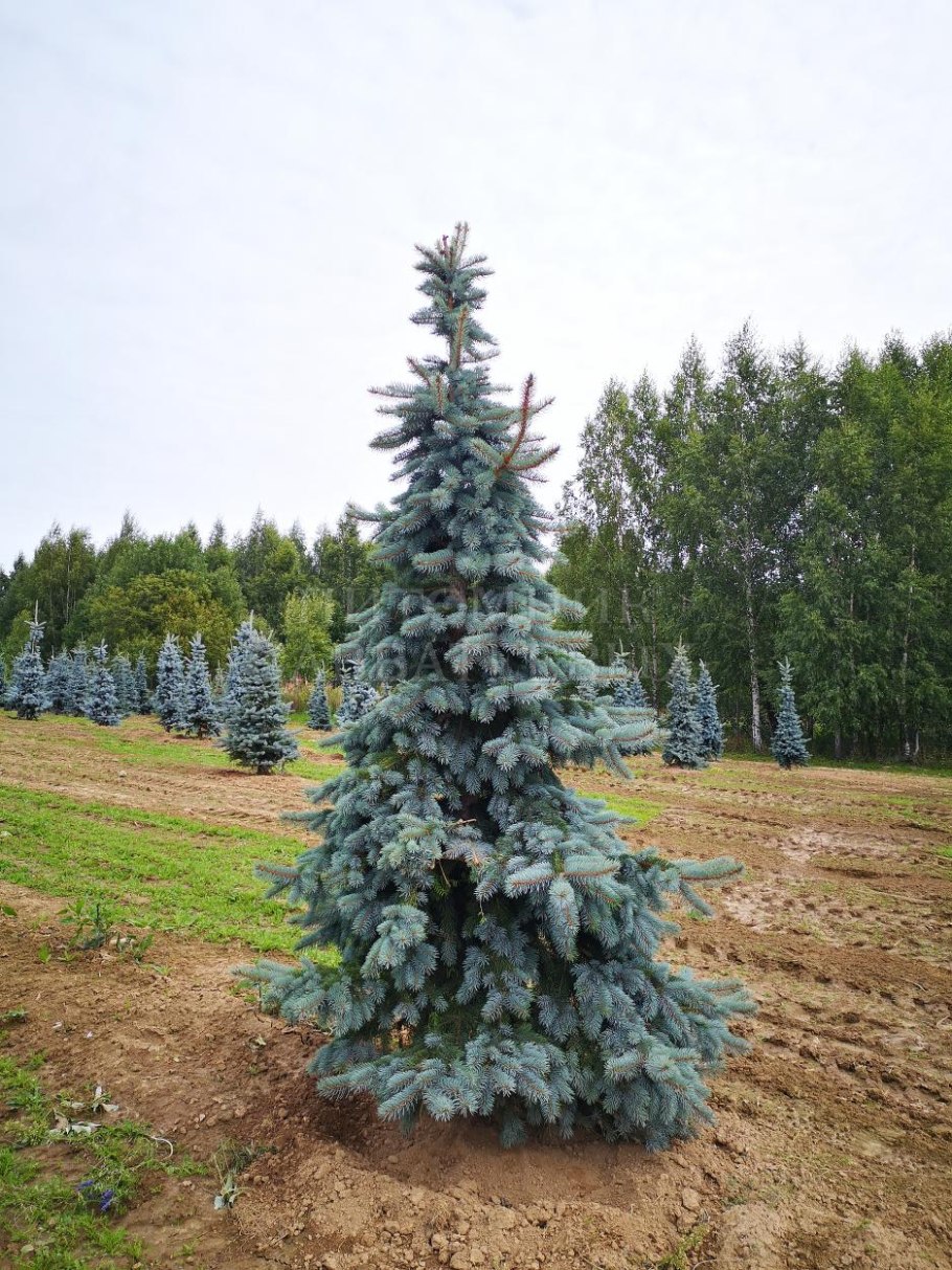 Ель колючая Schovenhorst