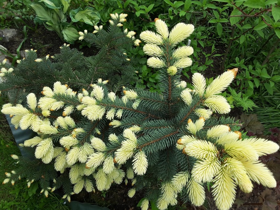 Ель колючая Эдит