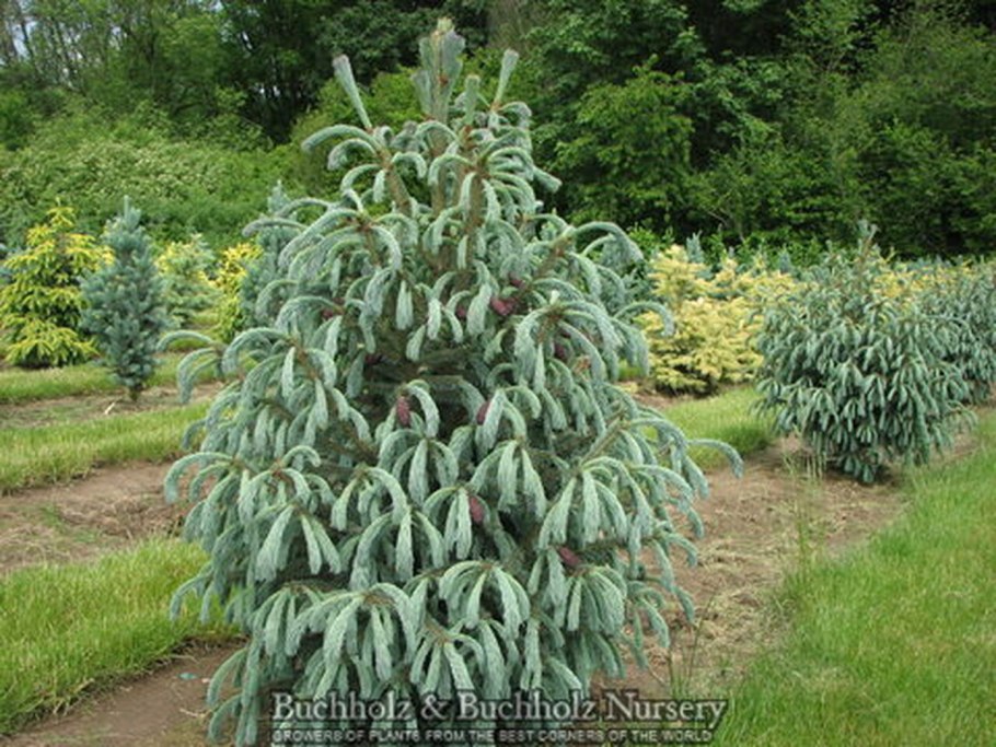 Голубая ель на белом фоне