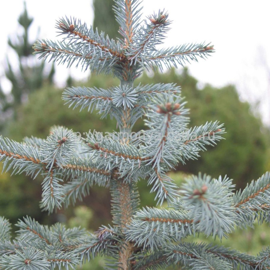 Ель колючая Edith