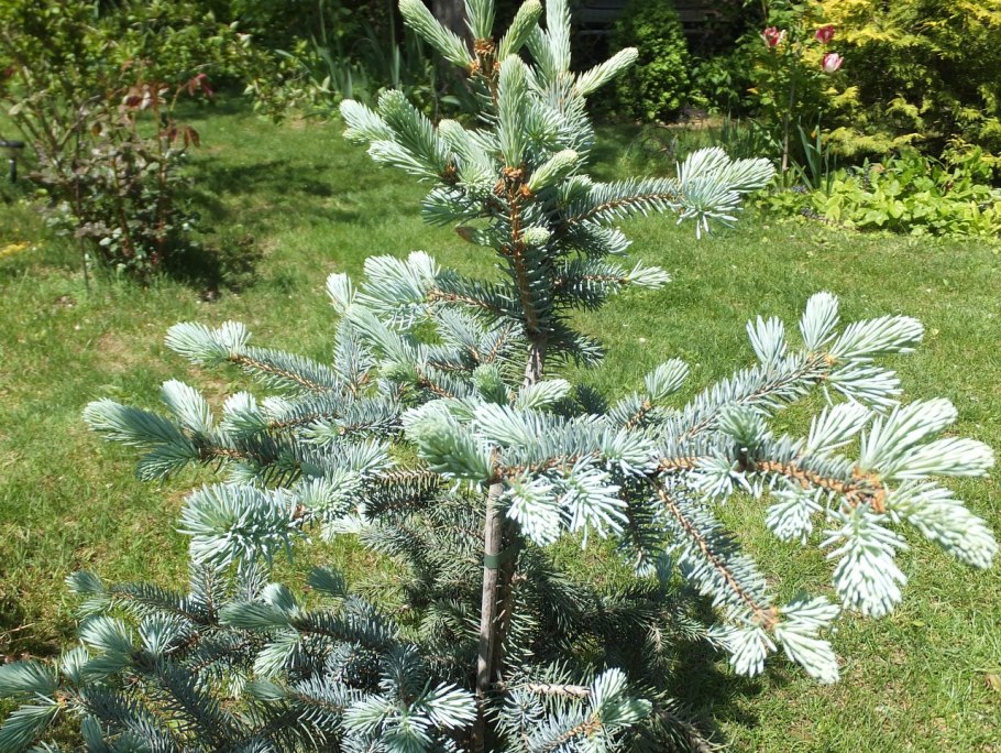 Picea pungens hoto ель колючая Хото