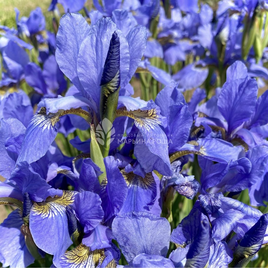 Ирис Сибирский (Iris sibirica `Double Standard`)