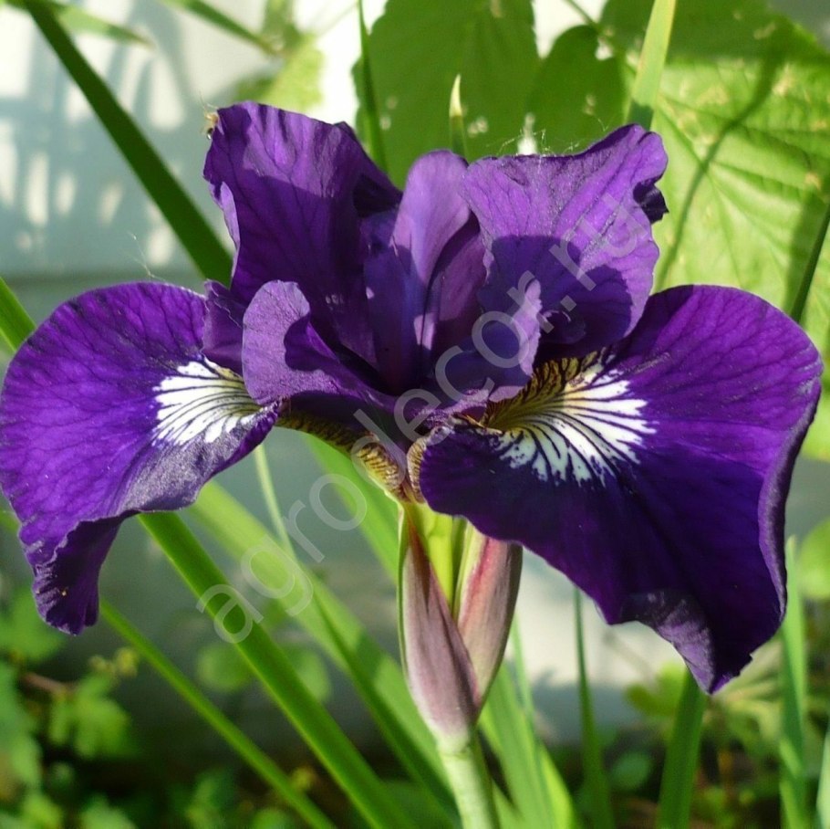 Iris sibirica 'Ruffled Velvet'