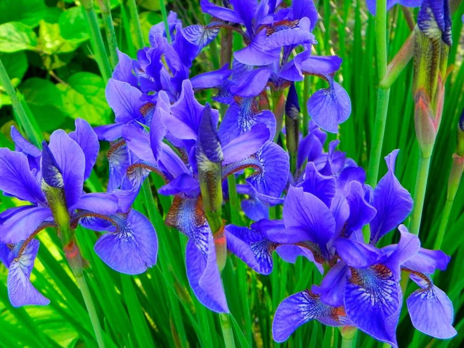 Ирис Сибирский Iris sibirica