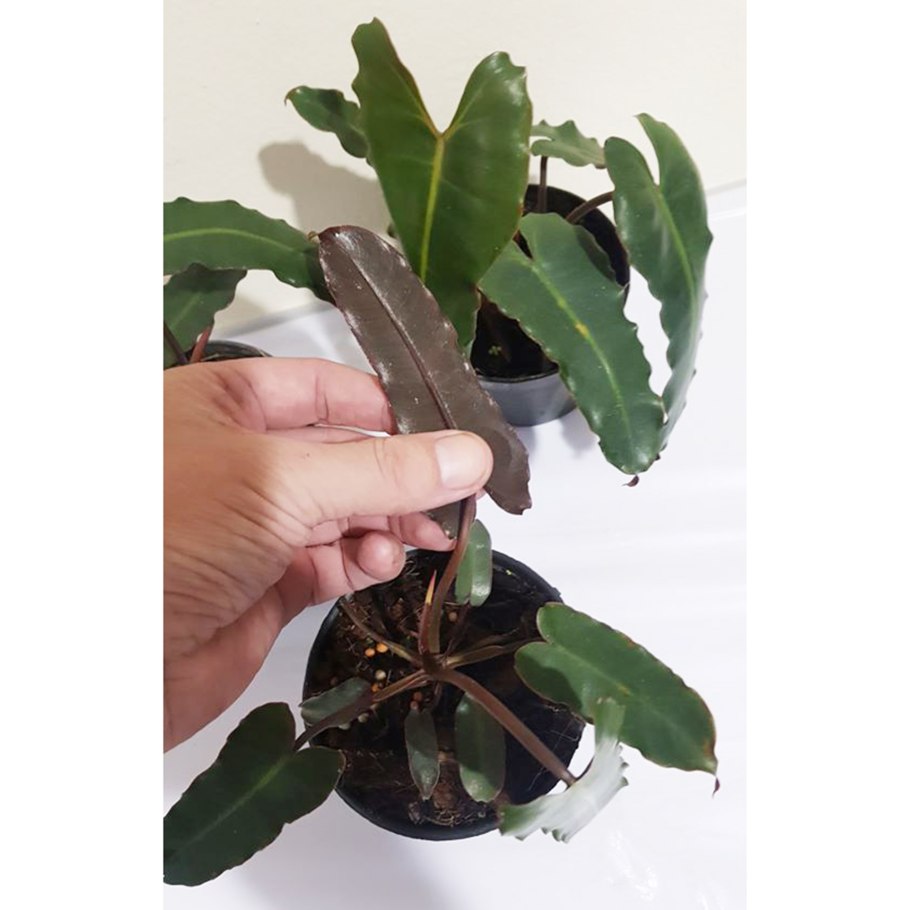 Филодендрон атабапоенс Philodendron atabapoense