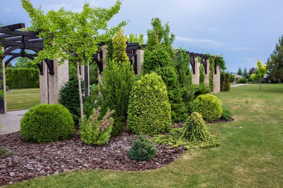 Бирючина плакучая