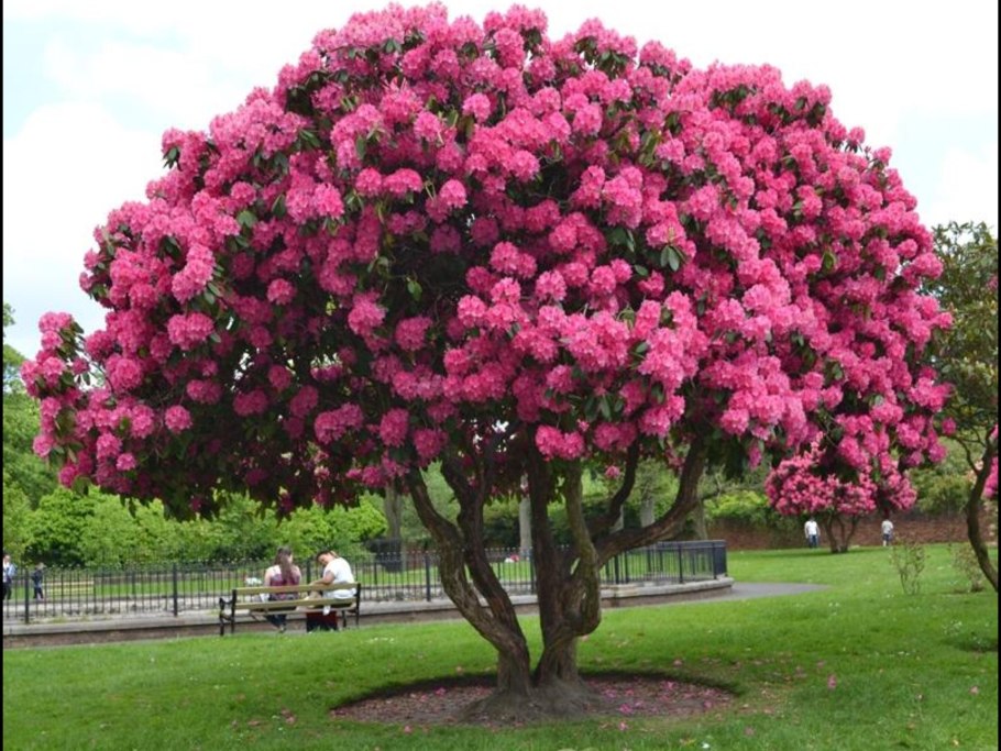 Азалия рододендрон дерево