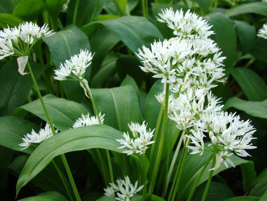 Allium ursinum черемша