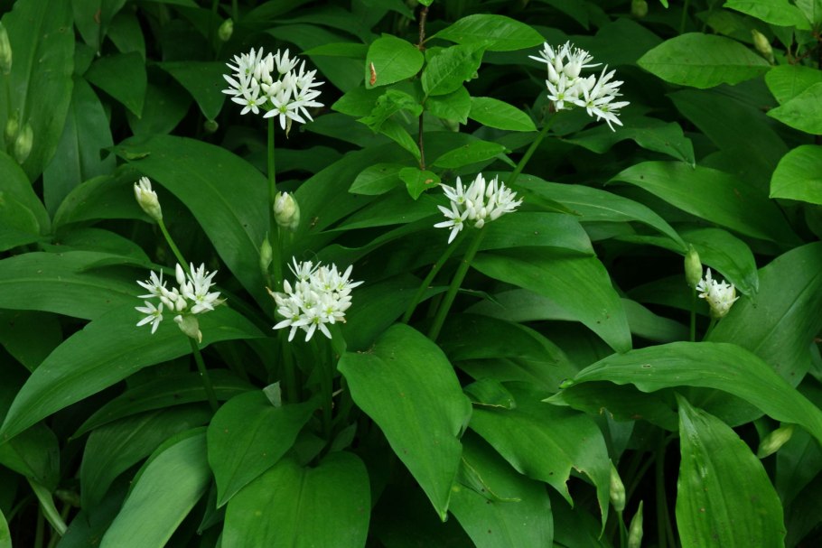 Лук Медвежий (Allium ursinum)