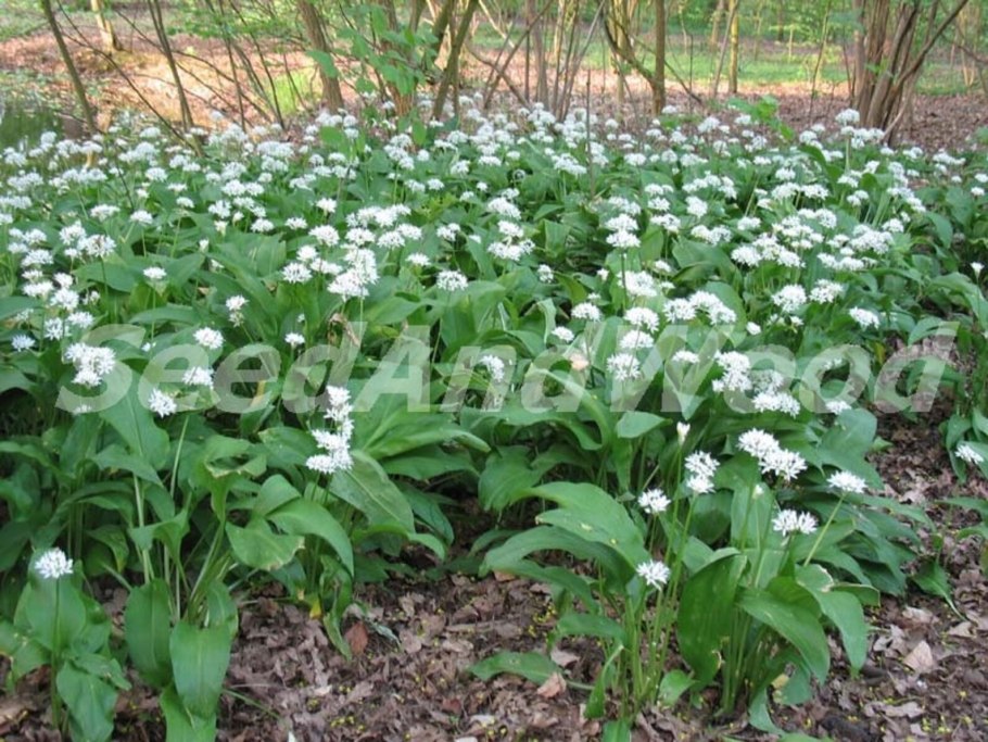 Allium ursinum