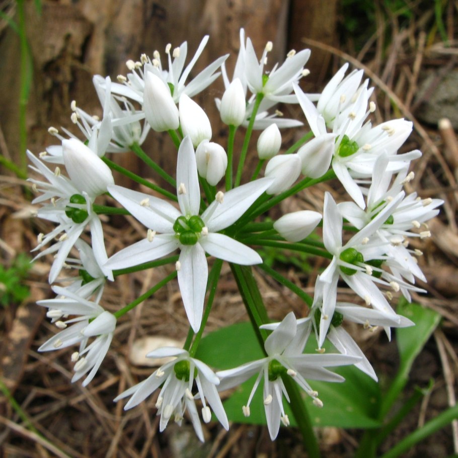 Allium ursinum-аллиум-Медвежий чеснок (черемша)