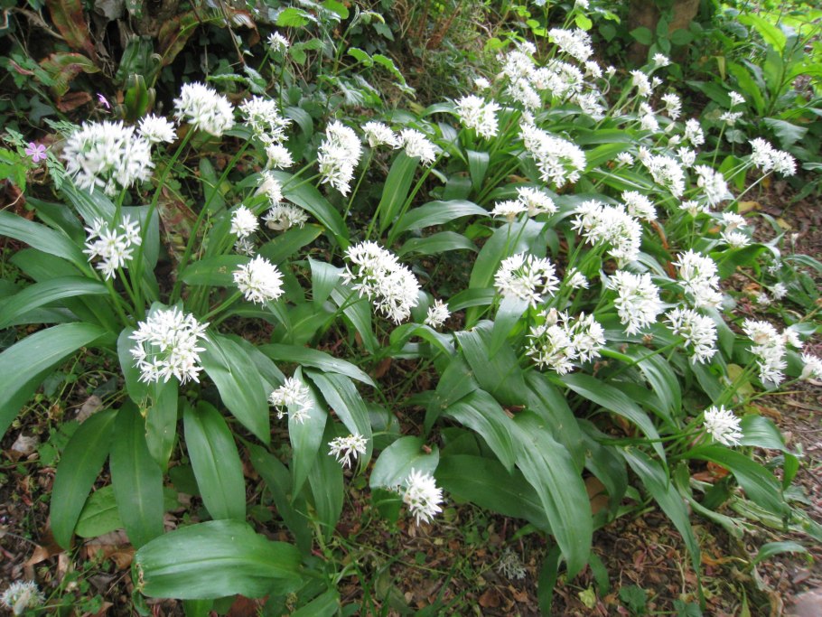 Allium ursinum l.