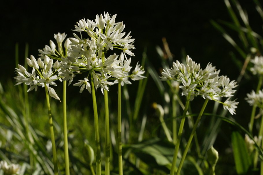 Allium ursinum черемша