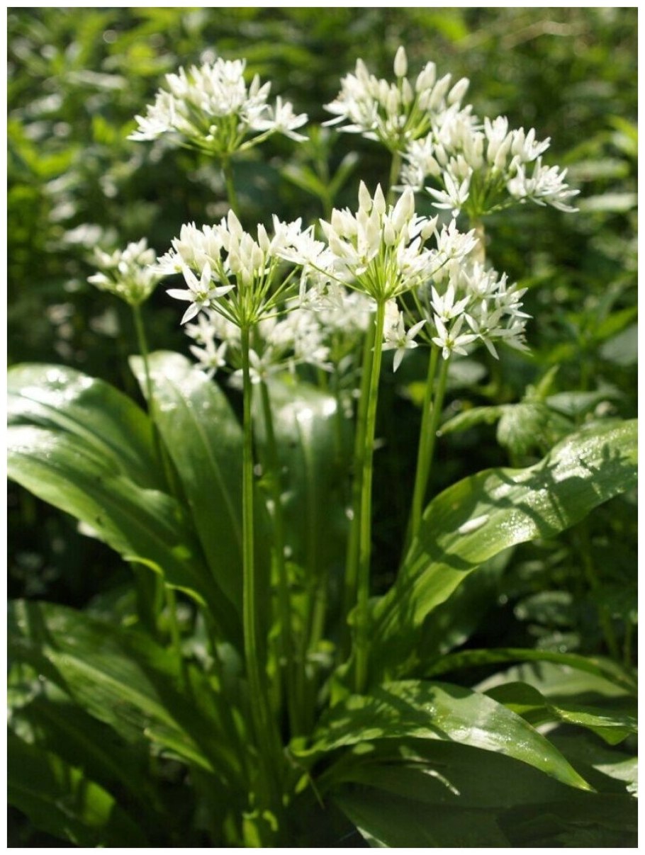 Allium ursinum черемша