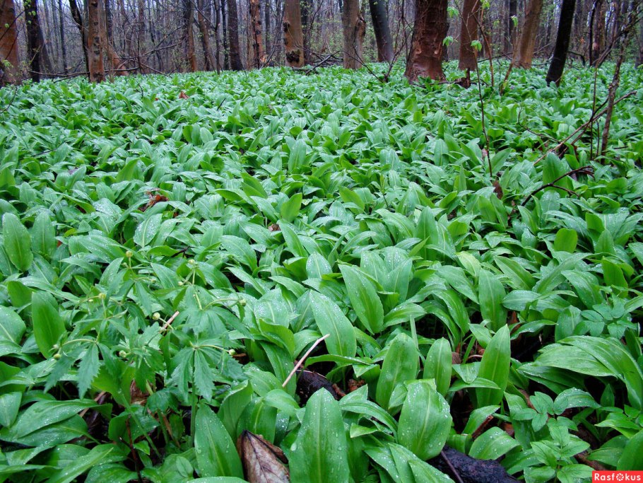 Allium ursinum черемша