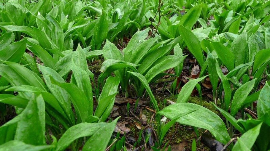 Allium ursinum черемша