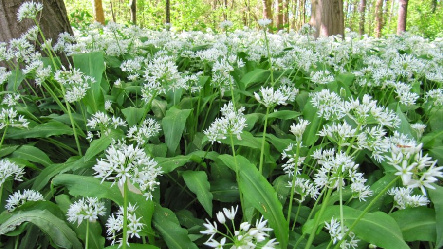 Allium ursinum черемша
