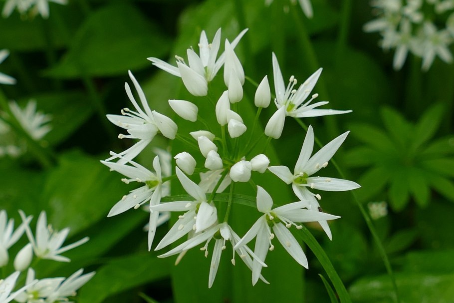 Allium ursinum черемша