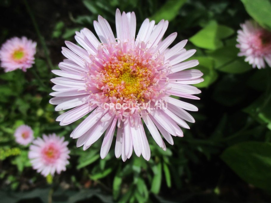 Астра Альпийская Альбус