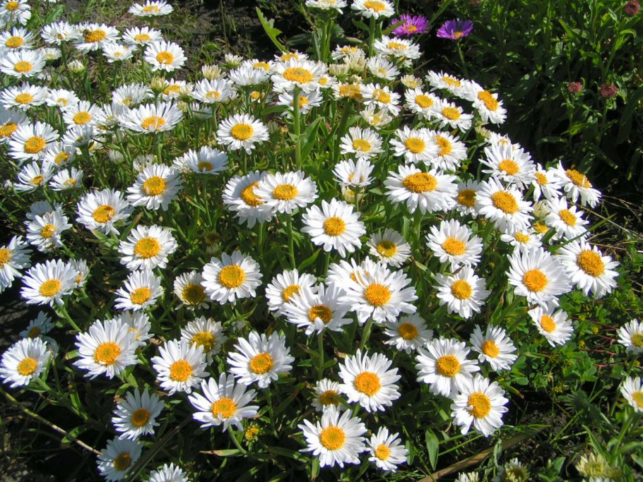 Астра Aster Alpinus Albus