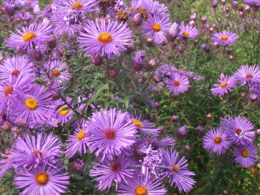 Астра новобельгийская (Aster Novi-Belgii &#96;Royal Ruby&#96;)