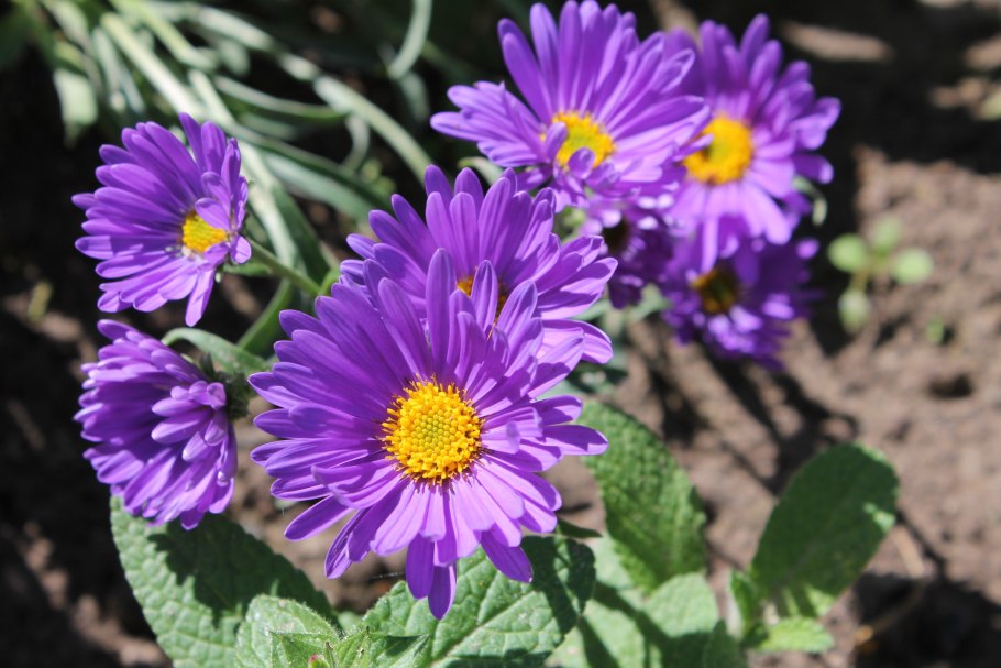 Астра итальянская (Aster amellus)