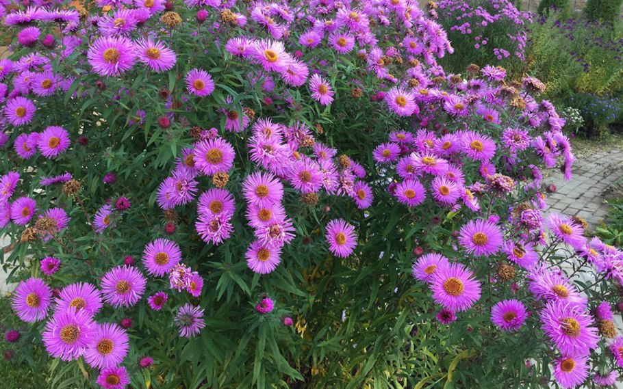 Астра кустарниковая 'Peter Harrison'