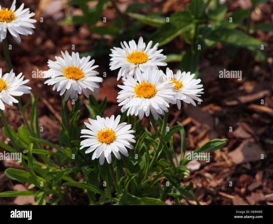 Астра Альпийская многолетняя