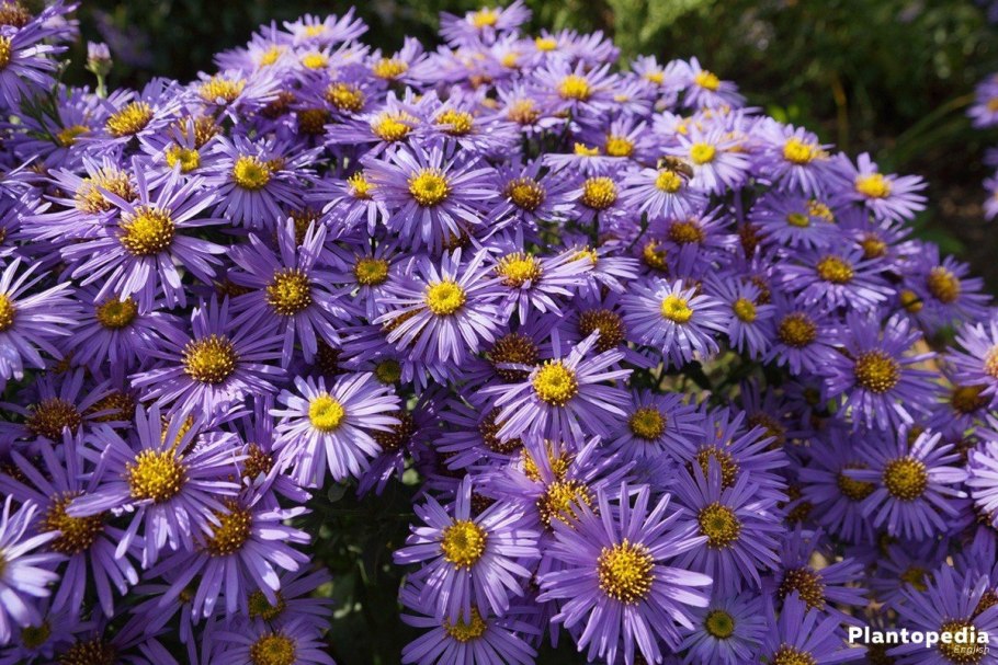 Aster dumosus 'Gaia'