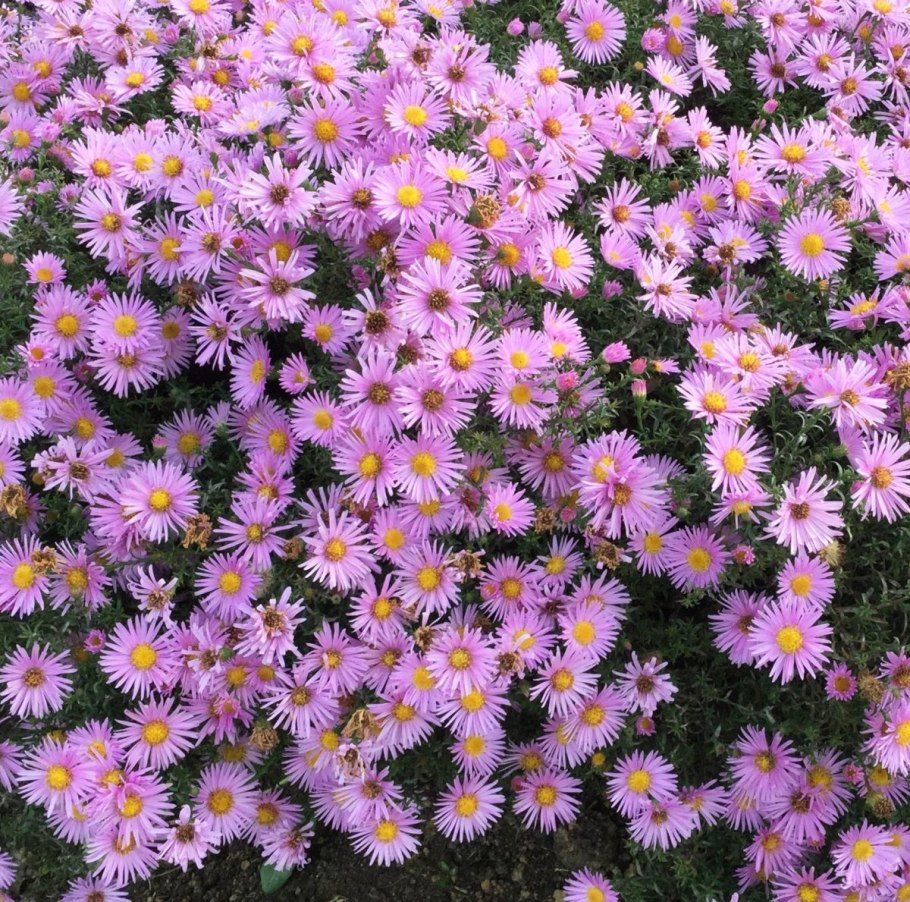 Астра Альпийская dunkle schone