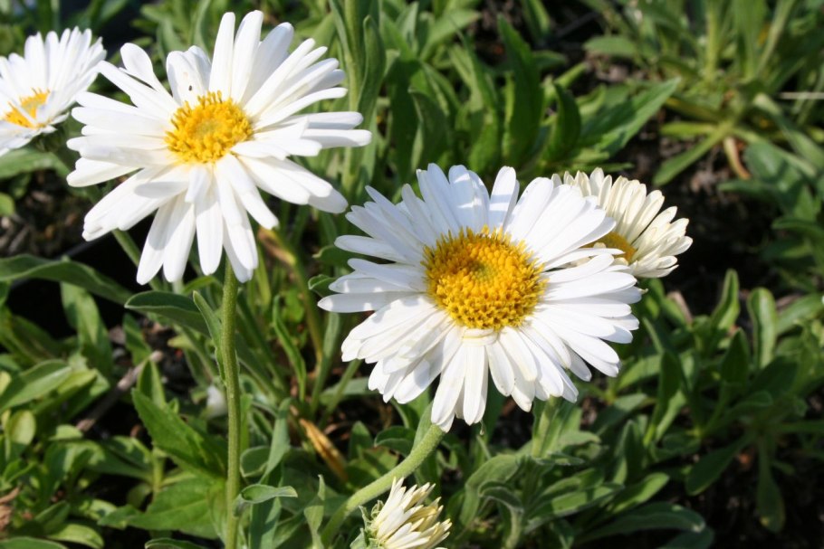 Астра Aster Alpinus Albus