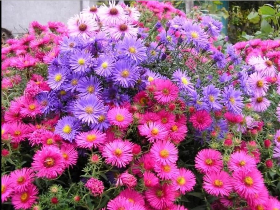 Виргинская Астра сентябринки