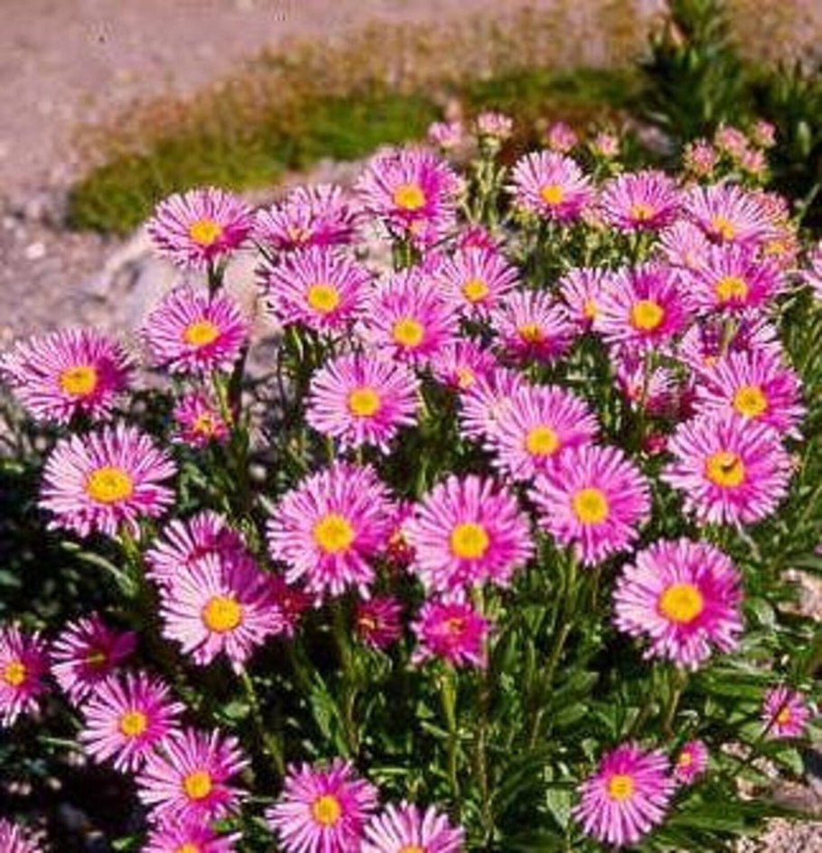 Астра Вересковая Альбус