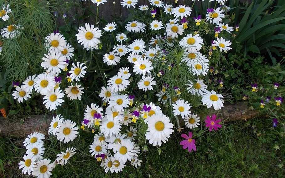 Астра Альпийская (Aster Alpinus &#96;Albus&#96;)