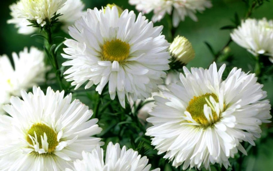 Астра новобельгийская Уайт ледис