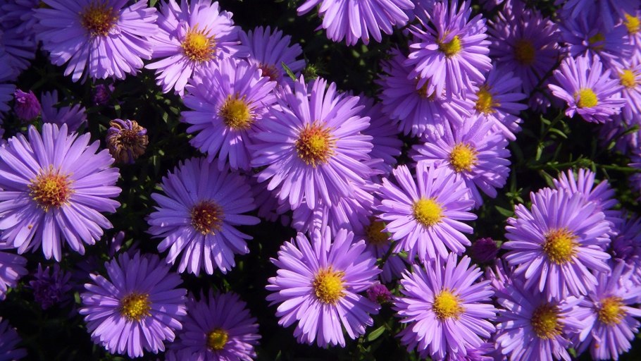 Астра кустарниковая Блау Лагун