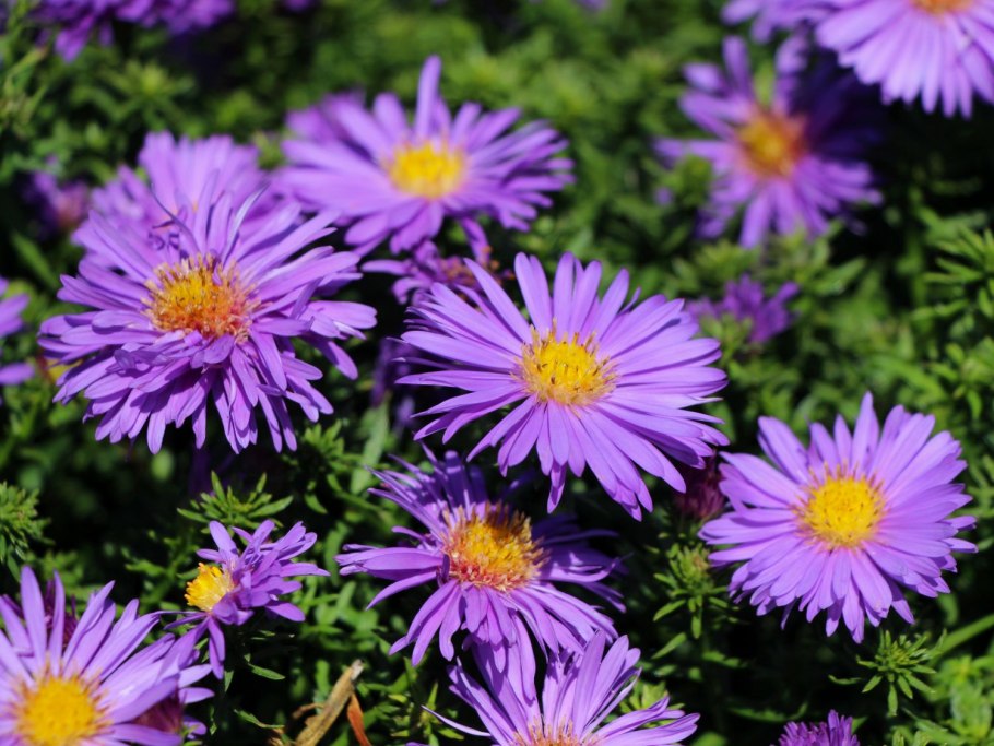 Астра новобельгийская Октоберфест