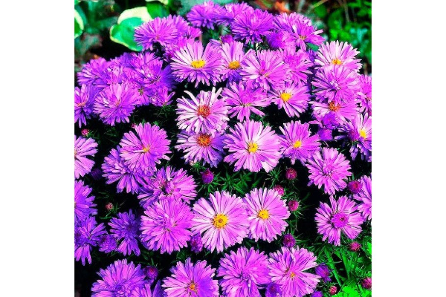 Маргаритка многолетняя Полевая