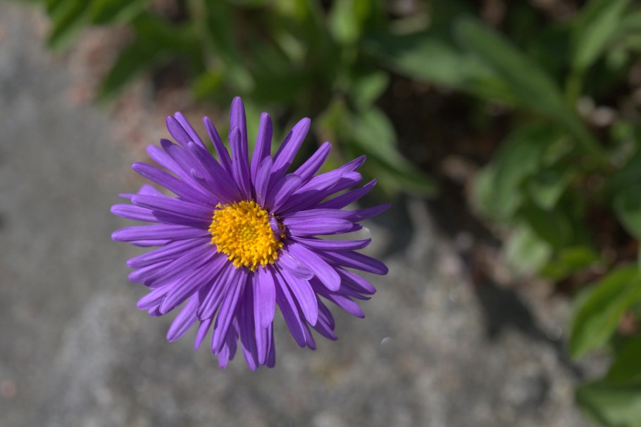 Астра Aster Alpinus Happy end