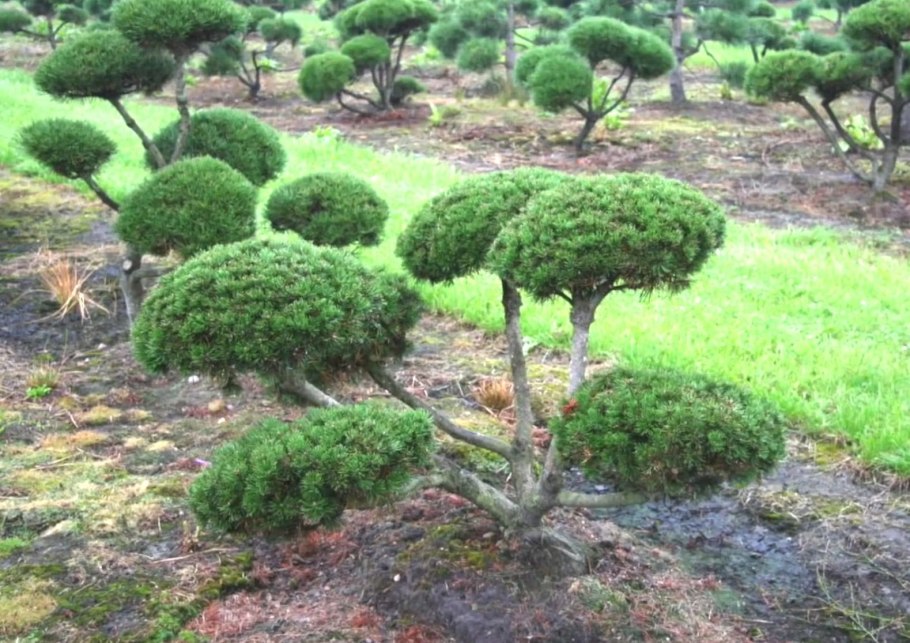 Сосна Горная Мугус ниваки