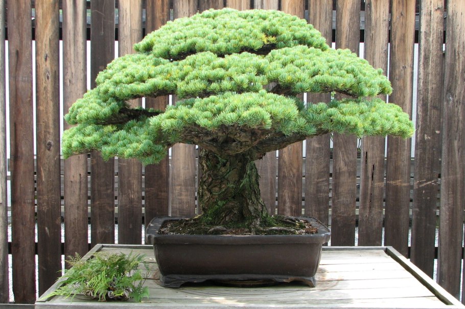 Дерево Pine Bonsai